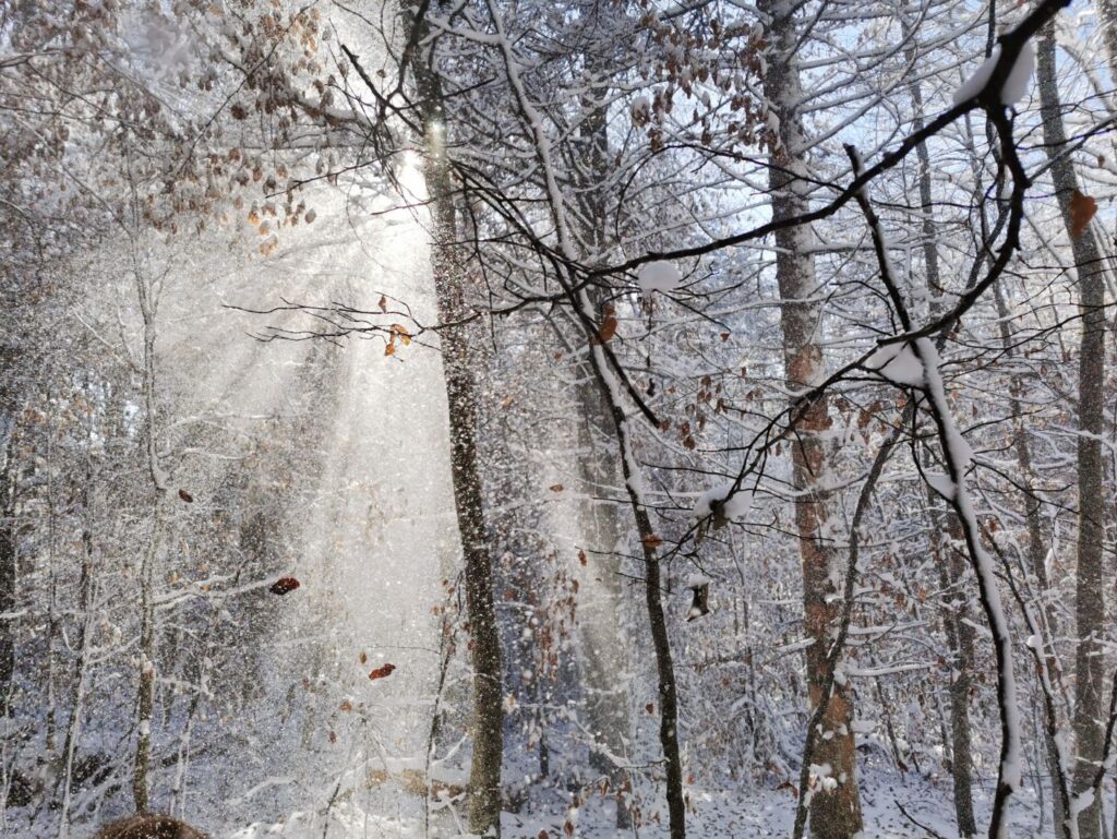 Lumină divină în pădurea Izvorul Abundent